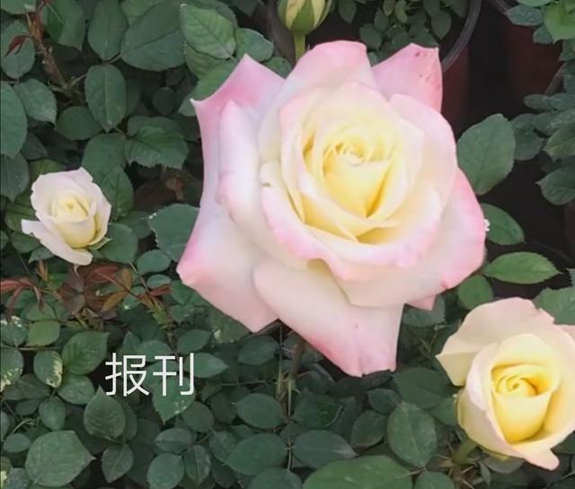 优秀月季花品种介绍百度网:名贵月季十大品种是哪些品种？