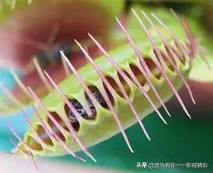 眼镜蛇瓶子草属:世界上最恐怖的植物是什么？