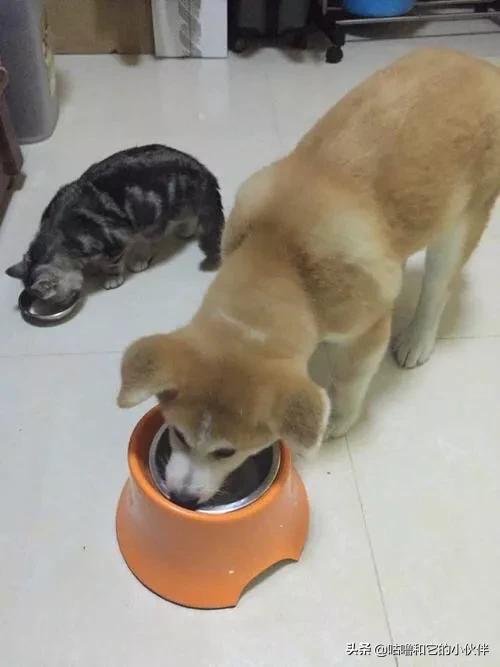 奶粉成分牛磺酸是什么:奶粉牛磺酸是什么意思 奶粉里面有哪些可以帮助宝宝脑部发育的成分？