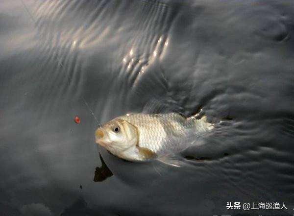 夏天水库钓鲫鱼商品饵怎么配？水浑,肥水,杂鱼很多,饵沉不到底？