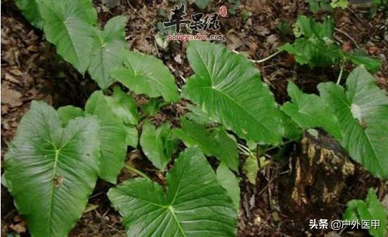 天南星科植物 天南星科植物都有哪些品種 咖啦花卉网