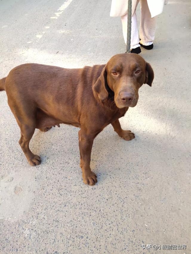 上饶哪里有卖边境牧羊犬:五年的母拉布拉多，值多少钱？怎么养？