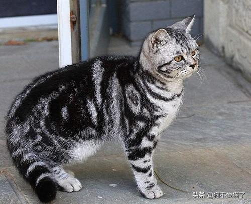 小猫一直打喷嚏其他都好:昨天买的虎斑猫一直打喷嚏怎么办？