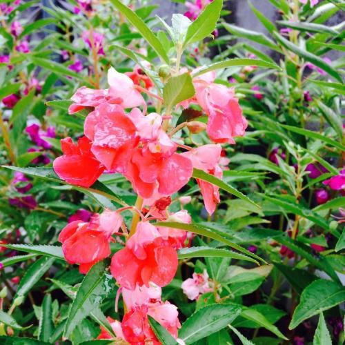 小型观花植物:家里空间小有什么适合养的植物？