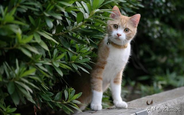 养一只电子宠物猫吧:最近有点闲，想养一只宠物，养什么好呢？