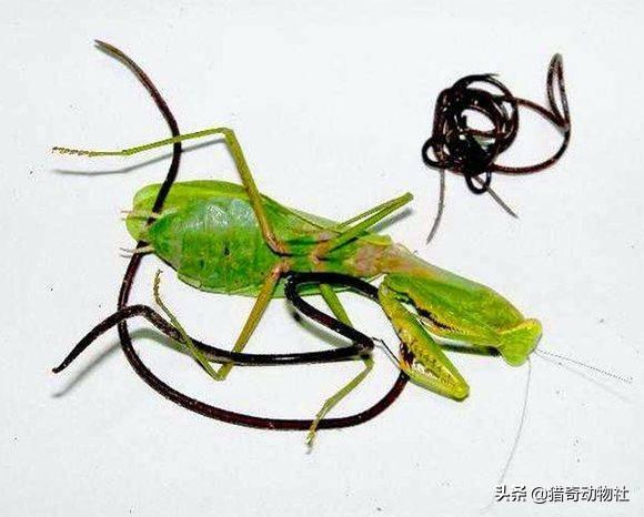 有铁线虫的螳螂会产卵吗？
