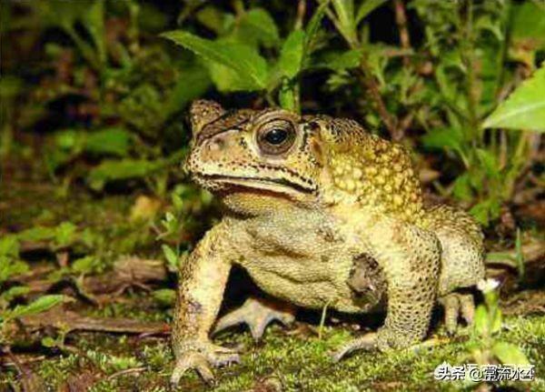 农村老人说,有一种癞蛤蟆特别好吃,只有南风天才有,有人吃过吗?
