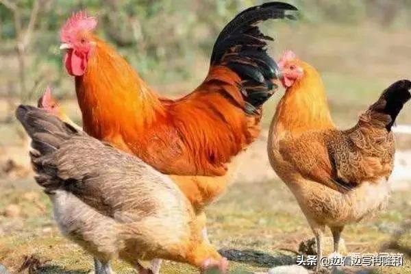 泰国小香猪适合在家里养吗:之前很多创业者放养的小香猪，为什么现在却少有人养了？