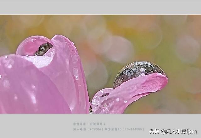 使用手机拍摄，使用“前景”有什么技巧