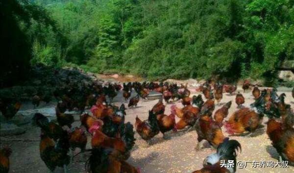 散养鸡技术:山林散养500只土鸡，如何操作才能尽快打开本地市场？