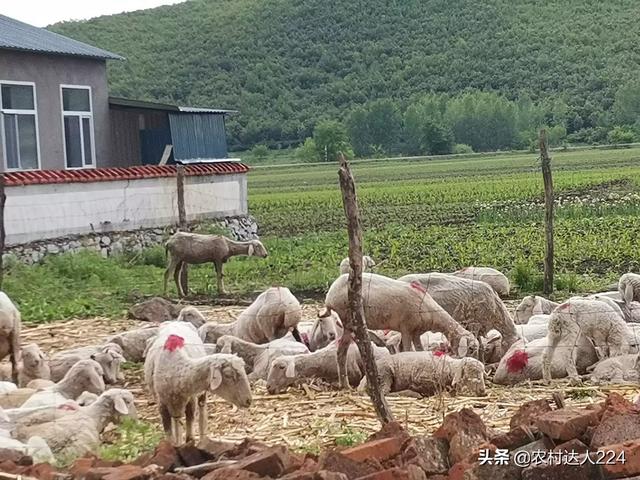 羊莱姆病症状:羊得病，前腿跪地什么病？怎么办？