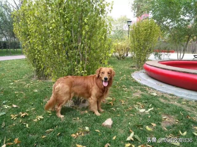 家里养金毛犬好养吗:您家里有没有活泼到没天理的小金毛？