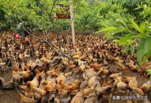 散养土鸡:农村里散养土鸡，为什么鸡窝里面总要留一个鸡蛋？