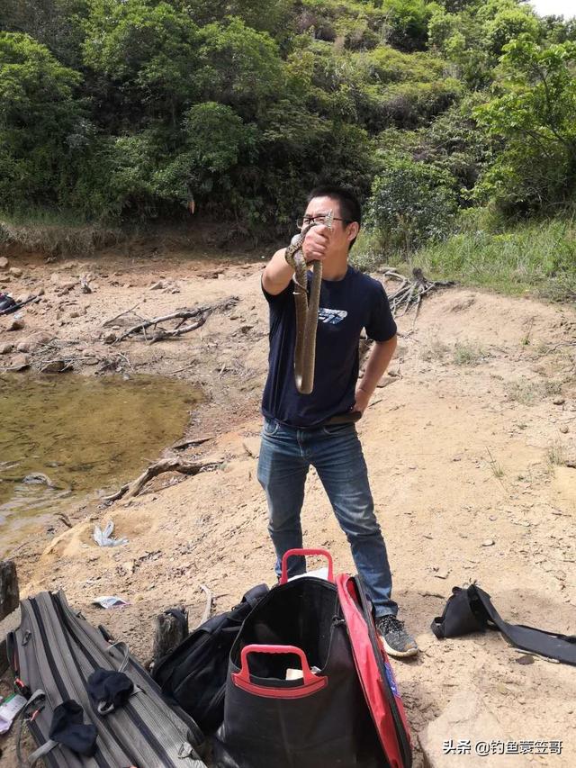 被黑色乌苏里蝮蛇咬了怎么办:外出野钓，如果当你遇到蛇你会怎么办？欢迎下方评论哦？