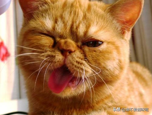 什么猫容易有泪痕:猫咪流泪有眼屎泪痕怎么办？