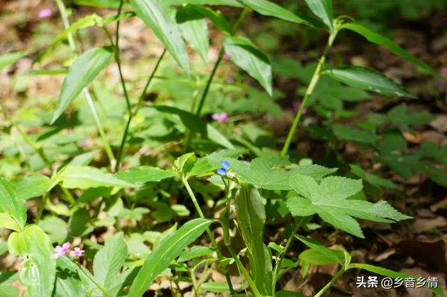 前景草:前景草哪个最好看 农户种植鼠曲草市场前景如何？