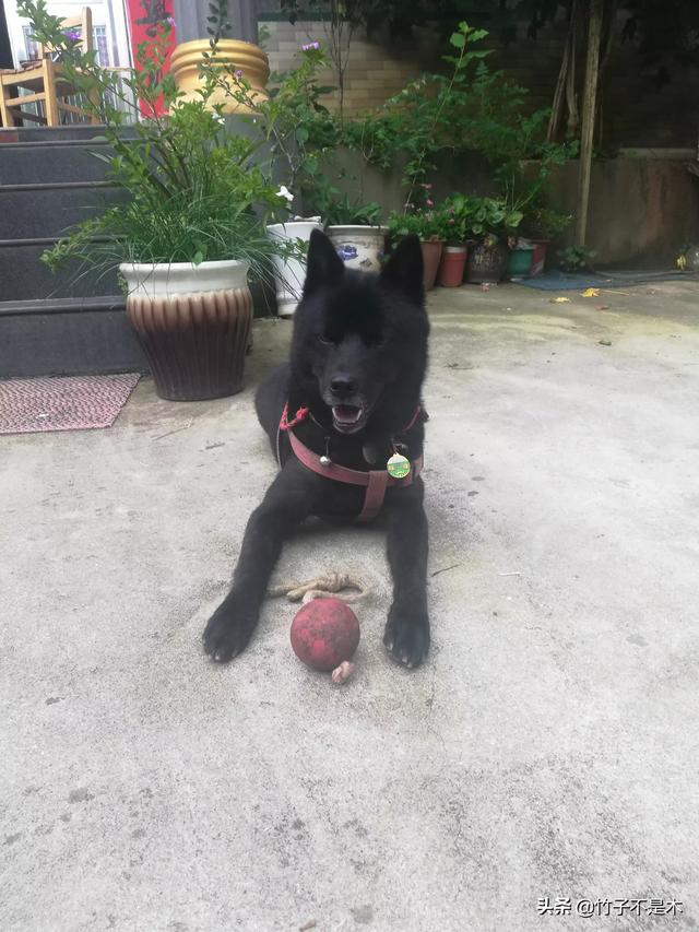 宠物地带狗狗在都市:中华田园犬能在城市安身吗？
