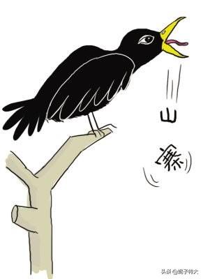 头条问答 - 《八哥学舌》的这个故事的主要内容是什么?