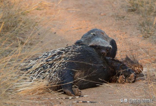 渔貂吃豪猪视频 优酷:渔貂捕食豪猪视频 名不见经传的渔貂，为何能斗败连豹子都不敢招惹的豪猪呢？