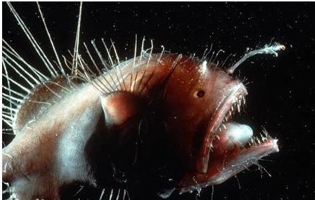 深海巨型阿米巴虫图片