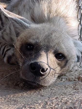 改变世界的犬类 mkv:非洲的鬣狗能否驯化用来看家护院？