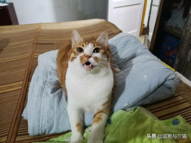 家家猫:家家猫电视购物 被猫抓伤后，需要注射狂犬疫苗吗？