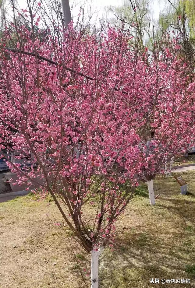梅花树夏天的样子图片图片