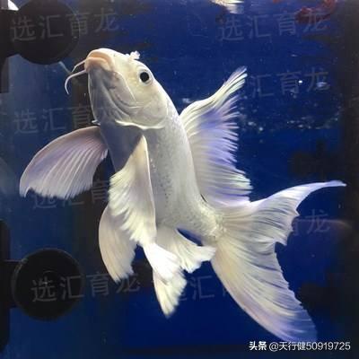 家里养鱼多久换一次水?:1.2鱼缸多久换一次水合适？要注意什么？