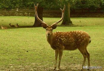 《西游记》里比丘国国丈和鹿力大仙是什么关系？
