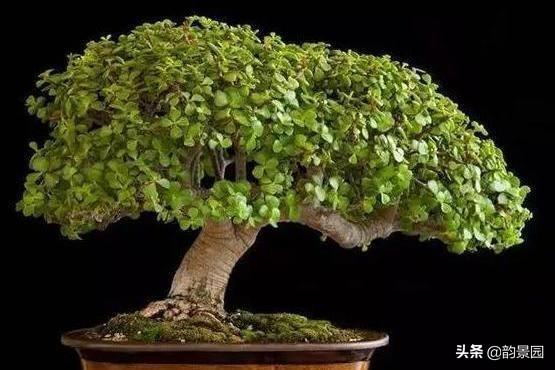 玉树养成盆景的几个技巧，为什么有人养在室内就容易挂掉呢？插图