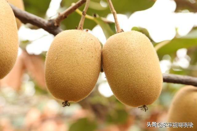奇异果被称为中国国果，弥猴桃为什么称为水果之王？