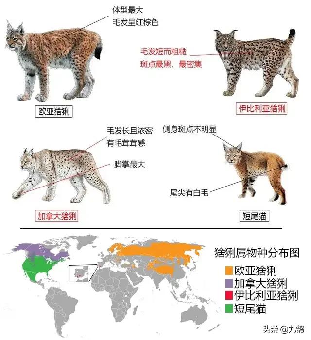 斗牛犬秒杀藏獒视频:藏獒和猞猁进行殊死搏斗，猞猁可以坚持多久？为什么？