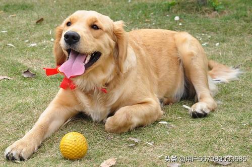 宝路妙鲜包狗不吃:狗狗突然不吃东西没有精神了？