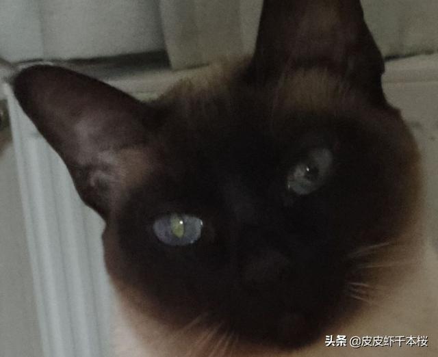 暹罗猫性格跟特点:暹罗猫性格温顺吗 新手想黏人聪敏的猫，德文卷毛猫和暹罗猫哪个更适合？