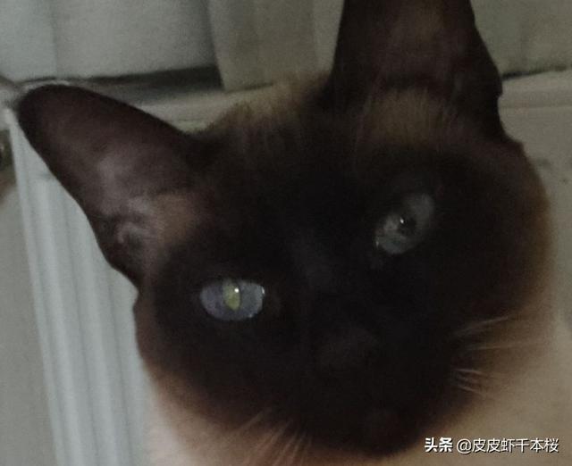 波米拉猫的性格特征如何:特别喜欢猫的男生的性格？