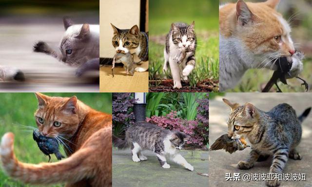 猫咪吃西瓜桃香瓜可以吗:猫咪可以吃香瓜吗 对猫咪有益的食材有哪些？
