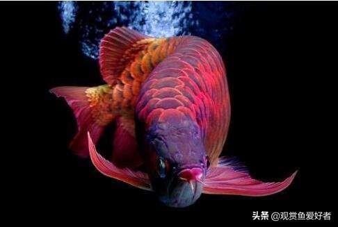 红龙鱼为什么那么名贵？