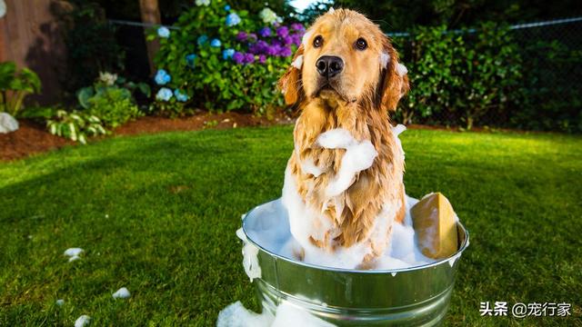 养狗之后，家里为什么会那么臭？插图30