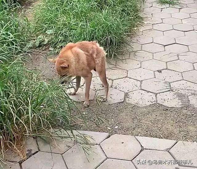 狂犬病致死率近100%，城乡养狗普遍，流浪狗泛滥，该怎么办？插图26