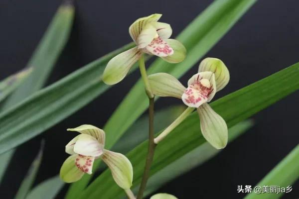 建兰花:室内建兰种下去两年了没来过花求解？