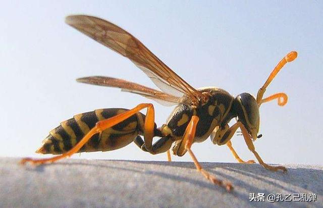 变形金刚大黄蜂:请问大黄蜂有什么特别的飞行模式吗？