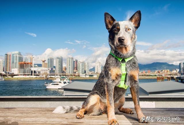 世界名狗图片大全:世界排名前10种最聪明的犬是哪些？