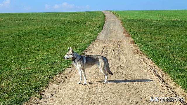 缉毒犬偷吃薯条:你知道狗狗为什么喜欢跟着你吗？