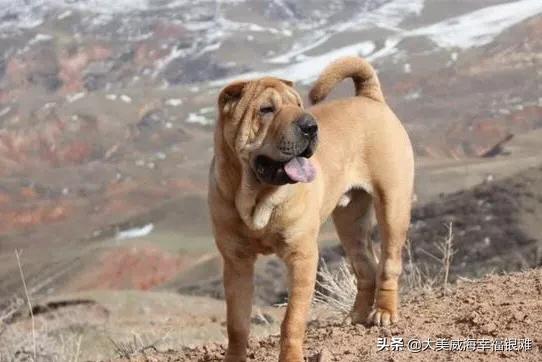 延边丰山犬基地:延边地区有卖丰山犬的吗 有可能全面禁止吃狗肉，你怎么看？