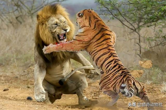 苏门答腊麝香猫:印度尼西亚为什么不把首都迁到新加坡对面的苏门答腊岛