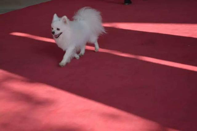 米格鲁犬遛弯能放狗绳吗:为什么有人提倡公共场合禁止遛狗？