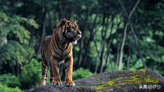 老虎在非洲能生存吗，将老虎放进非洲的森林中，会繁衍的很好吗