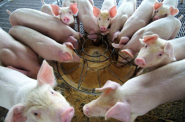 生猪养殖企业的难点，生猪价格大跌超50%，养殖户亏损严重，哪些因素蚕食养殖利润？