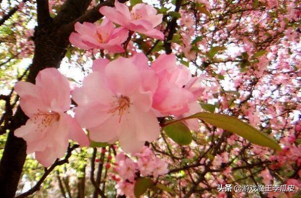 花开的句子唯美朋友圈:朋友圈晒花的唯美句子有哪些？