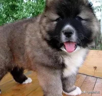 国内个子最大的中亚犬:世界上最大的中亚犬 世界上的四大金刚猛犬是哪四种狗？为什么？